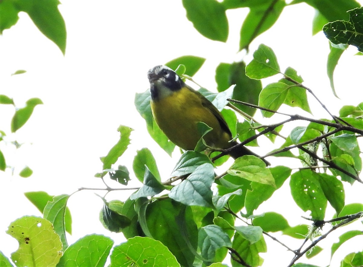 Santa Marta Warbler - ML532940511