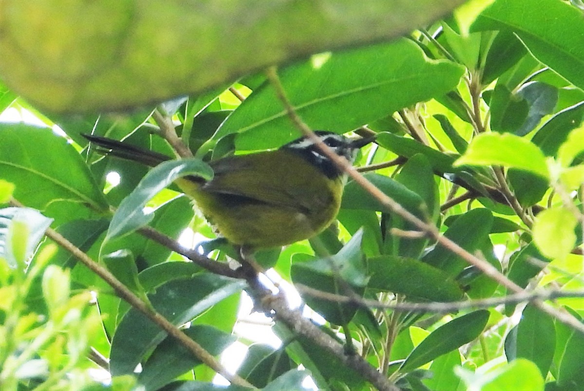 Santa Marta Warbler - ML532940561