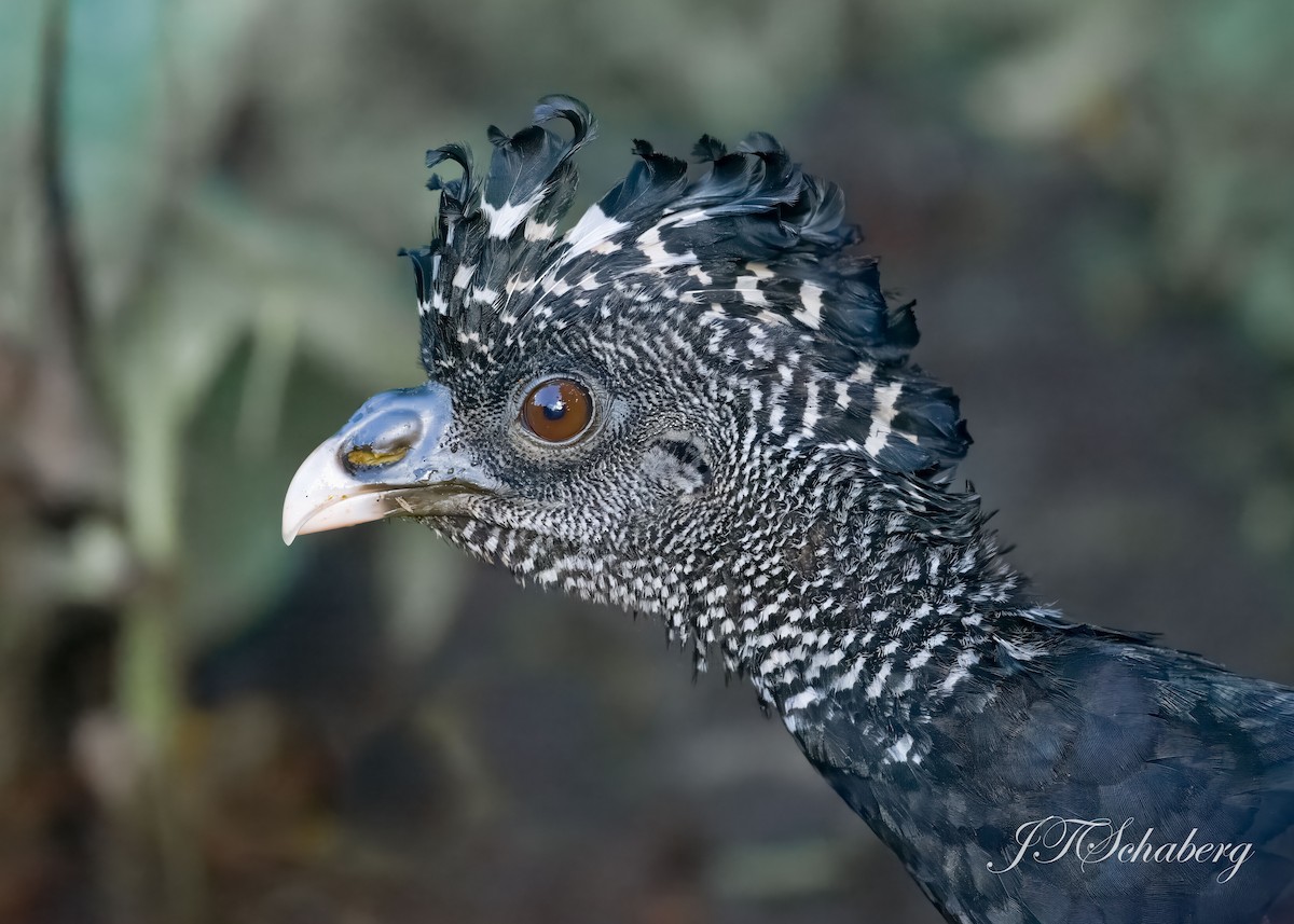 Crested Guan - ML532940731