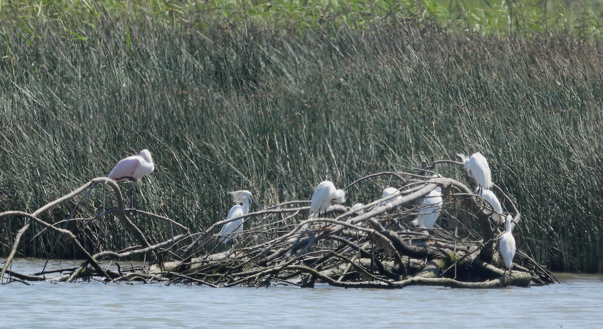 Snowy Egret - Fernando Angulo - CORBIDI