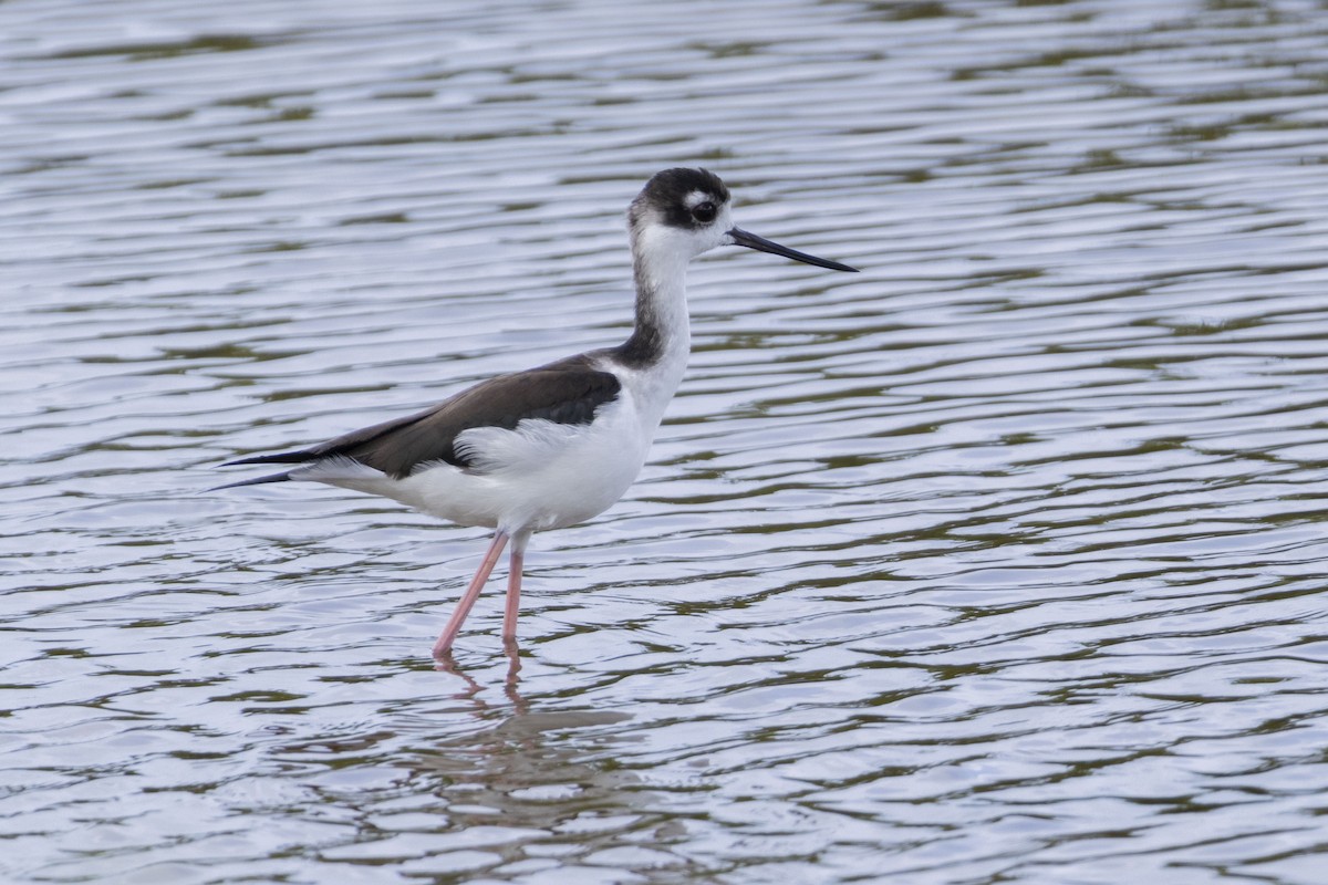 Black-necked Stilt - Amarilys Lebron