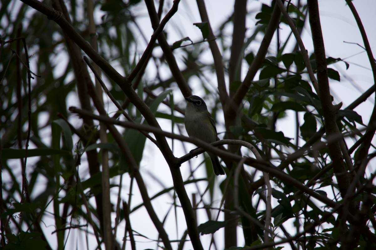 Blue-headed Vireo - ML532941271