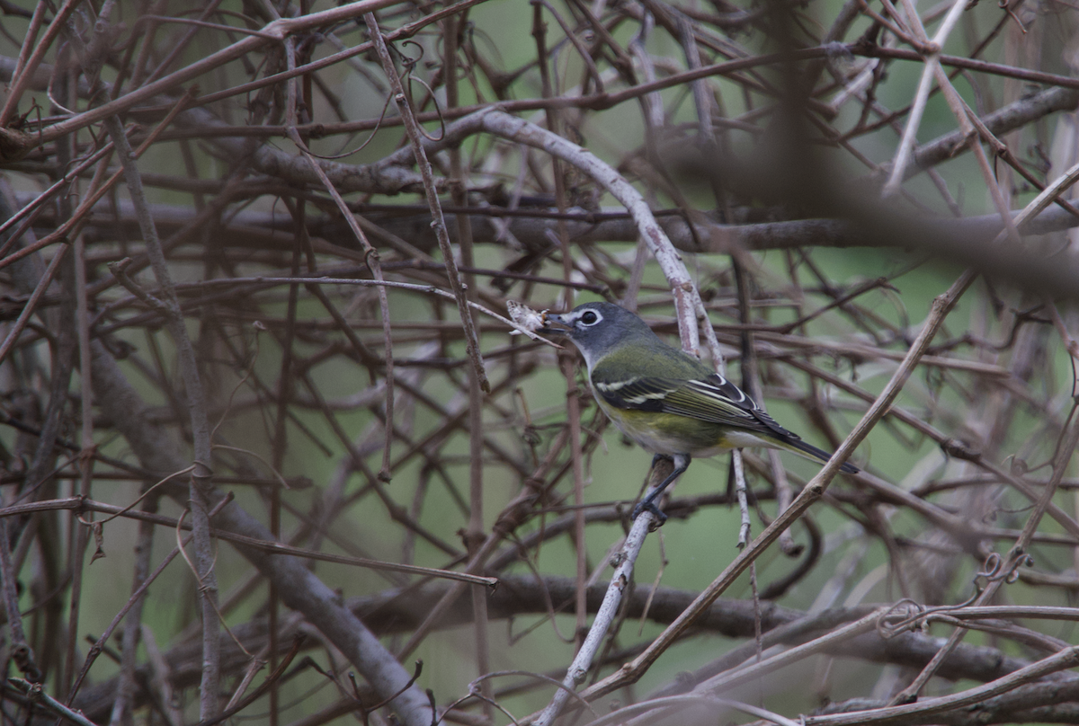 Blue-headed Vireo - ML532941291