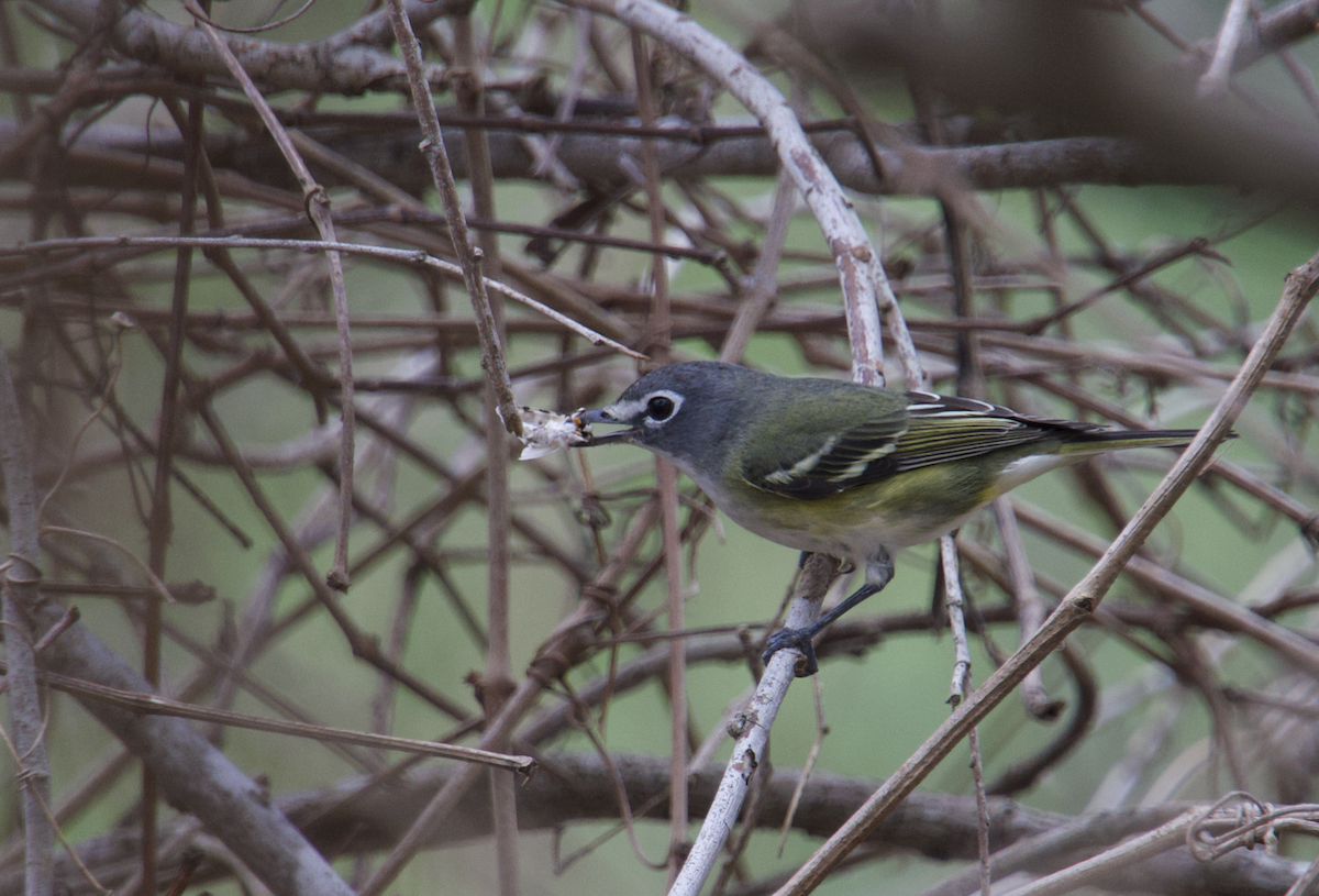 Blue-headed Vireo - ML532941301