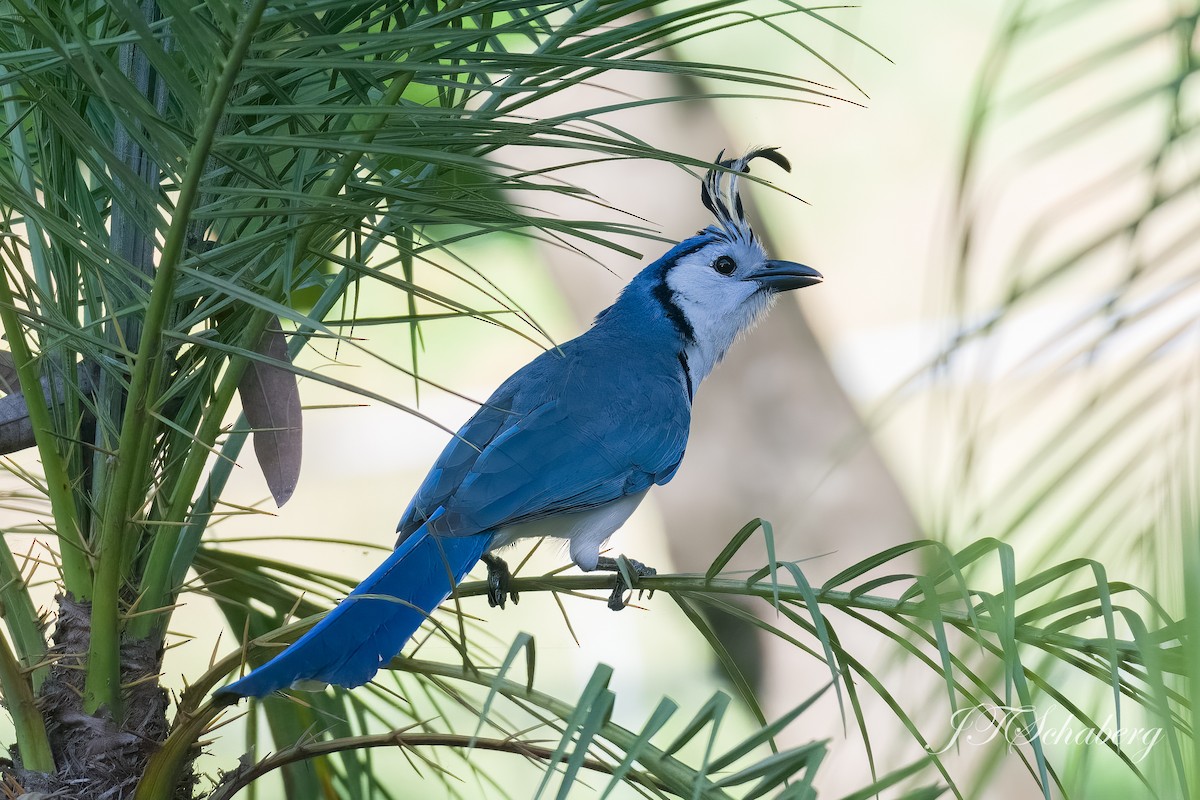 White-throated Magpie-Jay - Jeff Schaberg