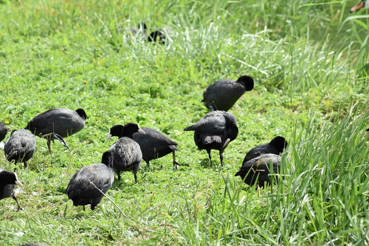 Eurasian Coot - ML532942421