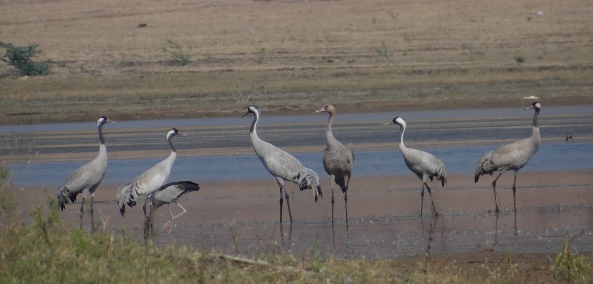 Common Crane - ML532942851