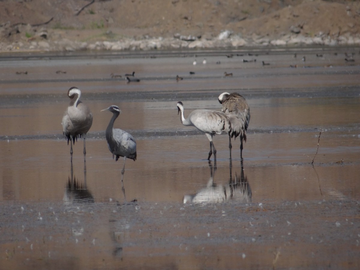 Common Crane - ML532942881