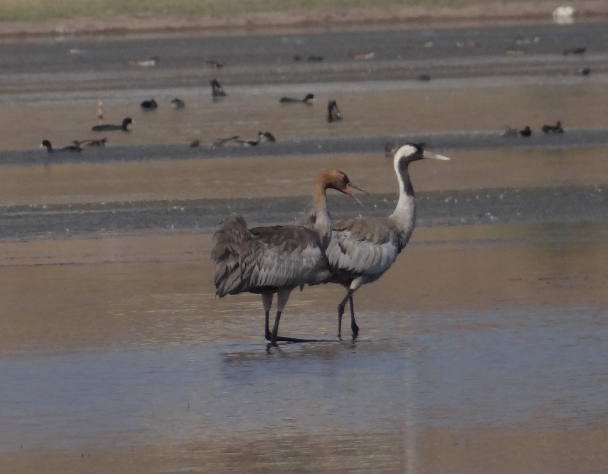 Common Crane - ML532942901