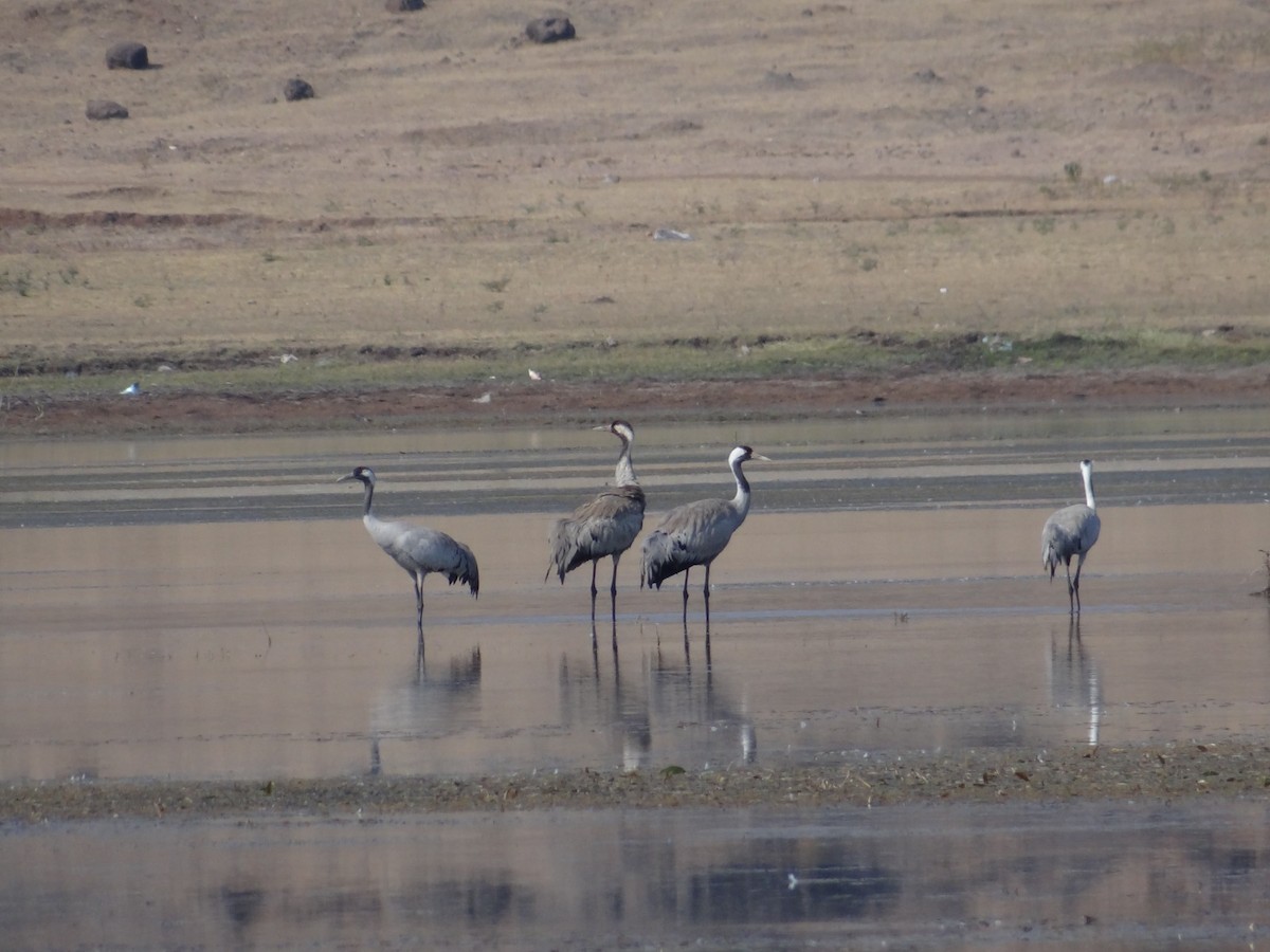 Common Crane - ML532942921