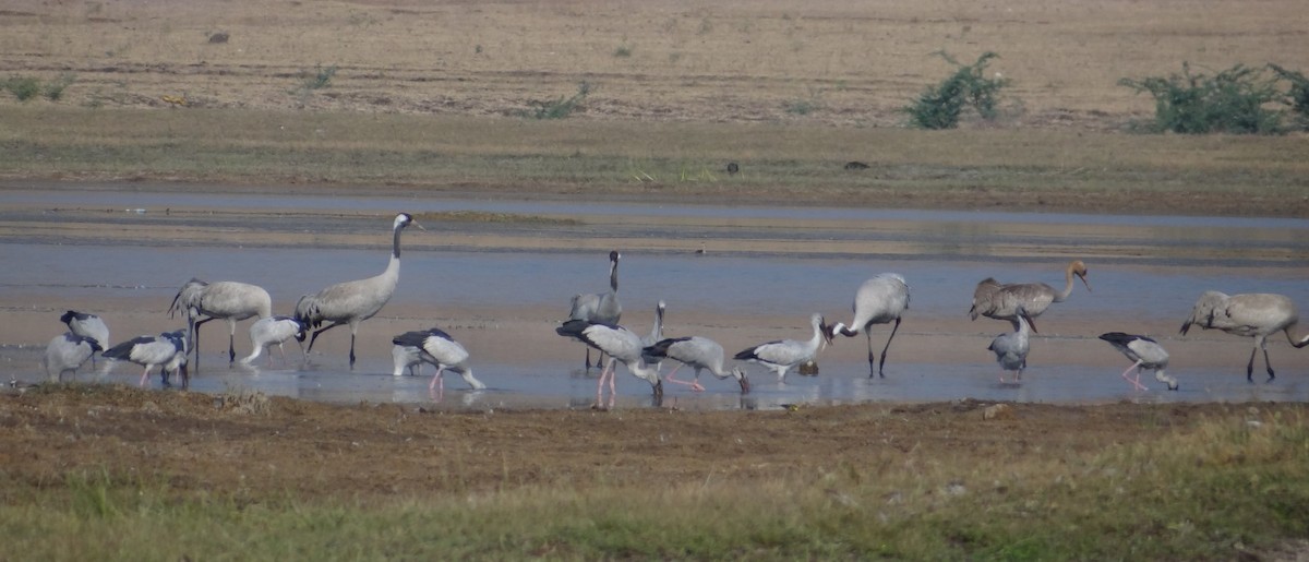 Common Crane - ML532942931