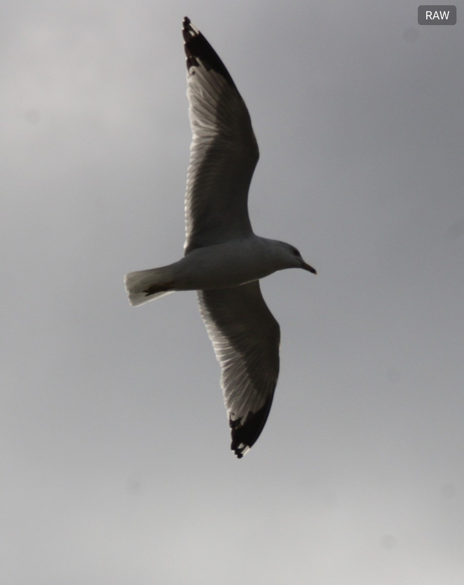 Ring-billed Gull - ML532943191