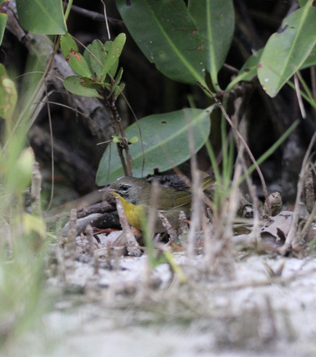 Common Yellowthroat - ML532943521