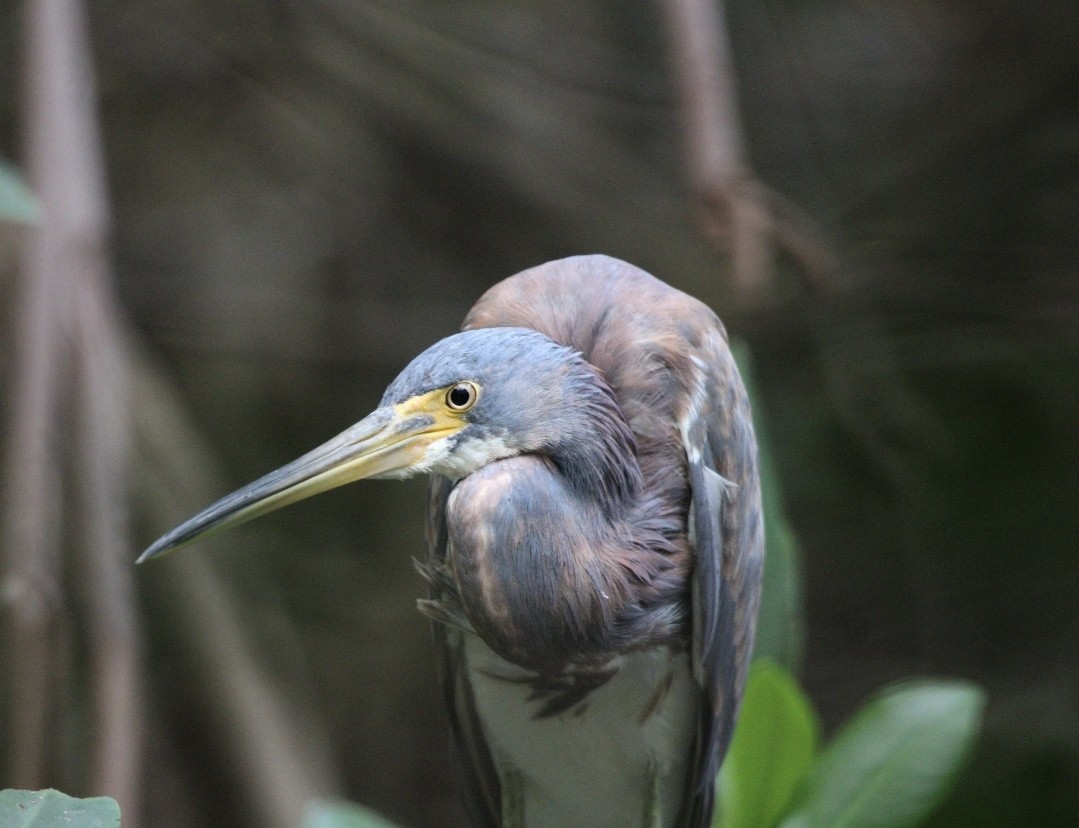 Tricolored Heron - ML532943731