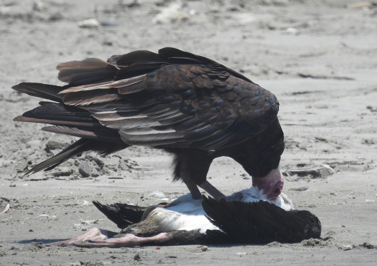 Turkey Vulture - ML532943931