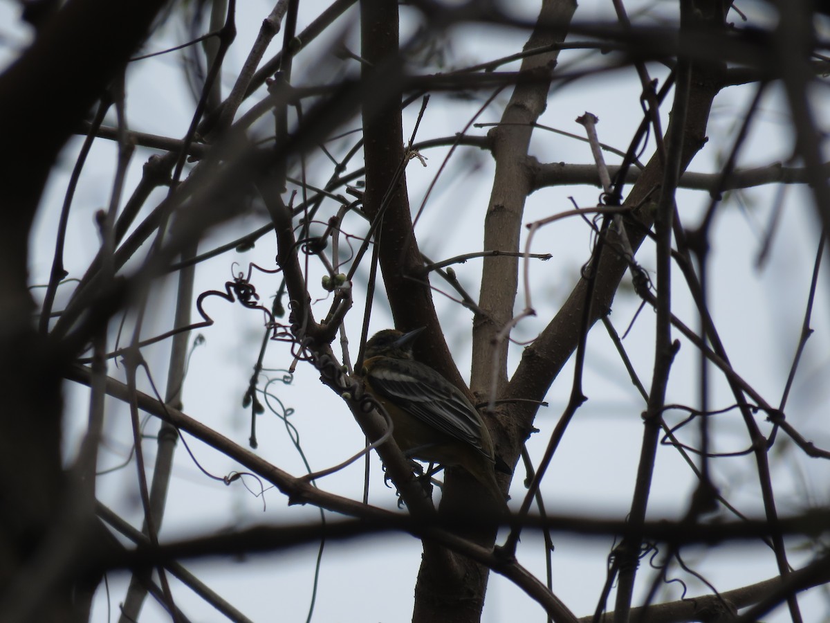 Baltimore Oriole - ML53294541
