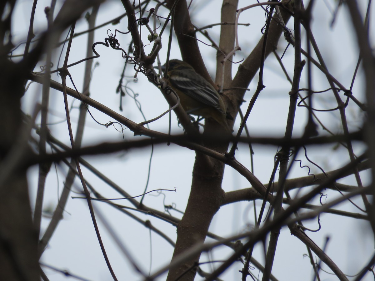 Baltimore Oriole - ML53294561