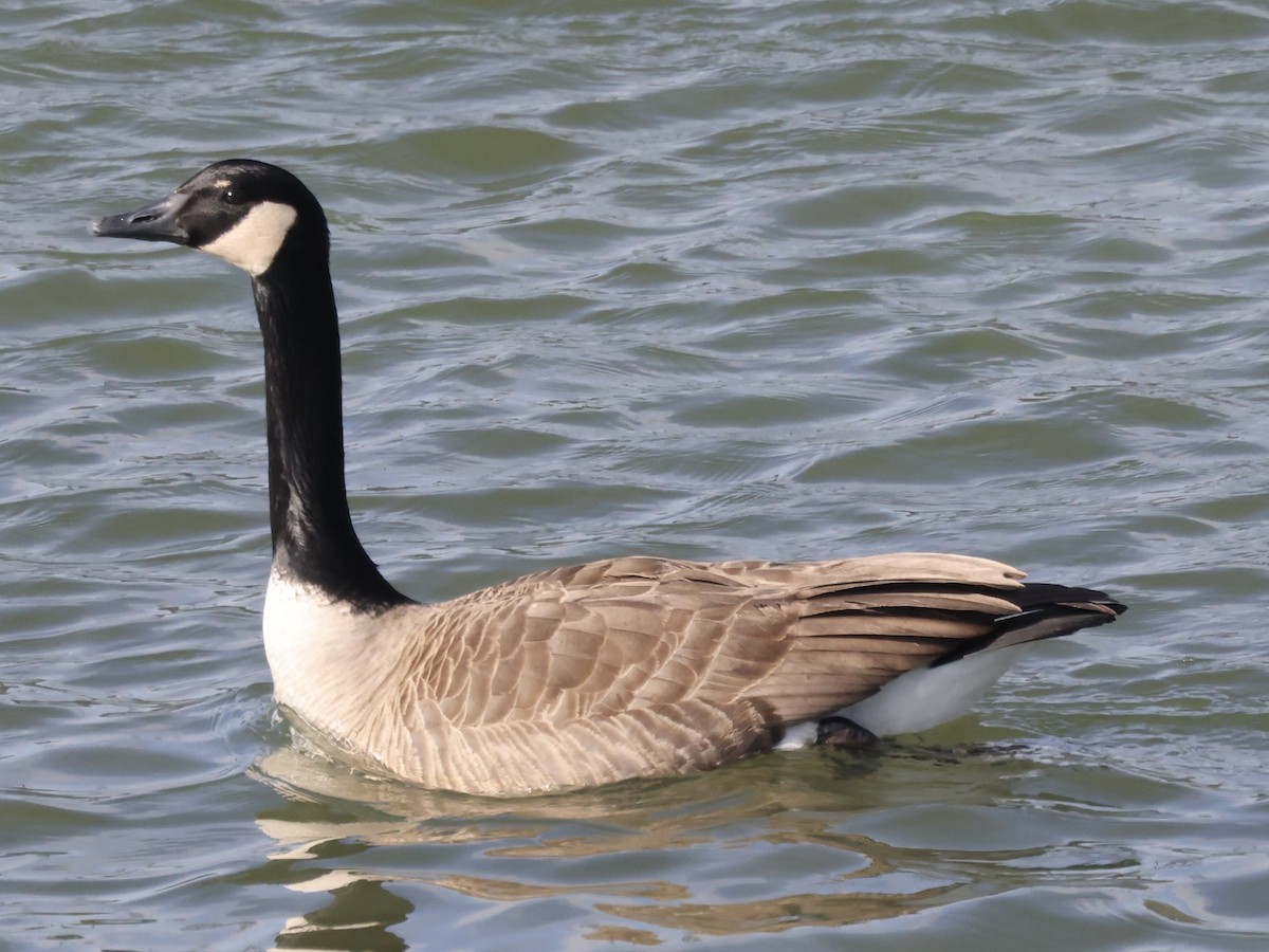 Canada Goose - ML532945621