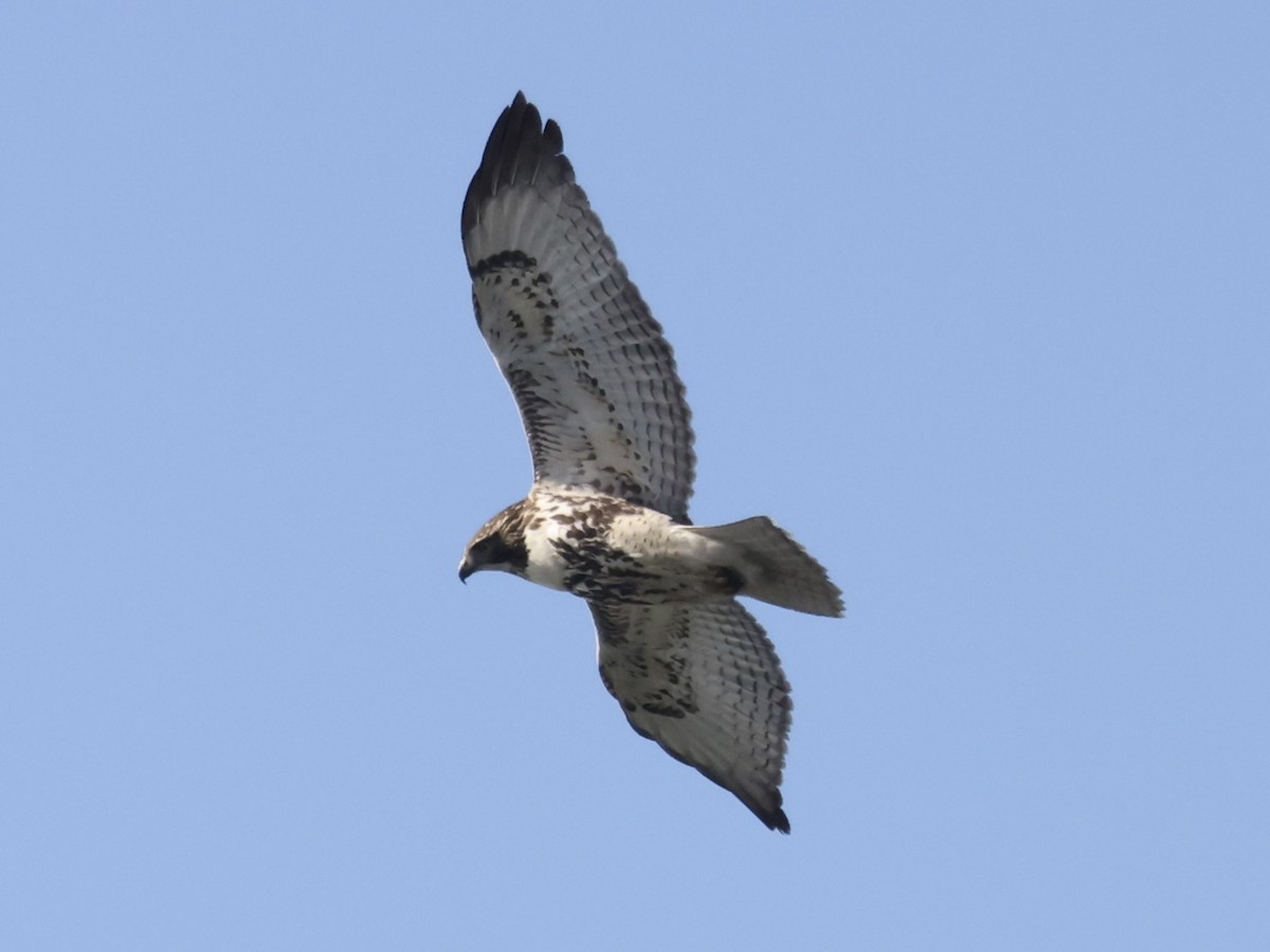 Red-tailed Hawk - ML532945671