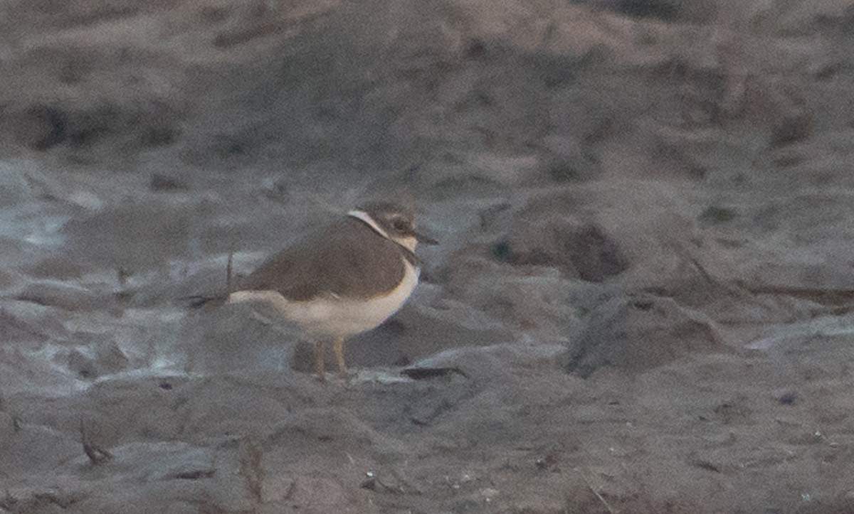 Little Ringed Plover - ML53294661