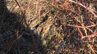 Northern Bobwhite - ML53294781