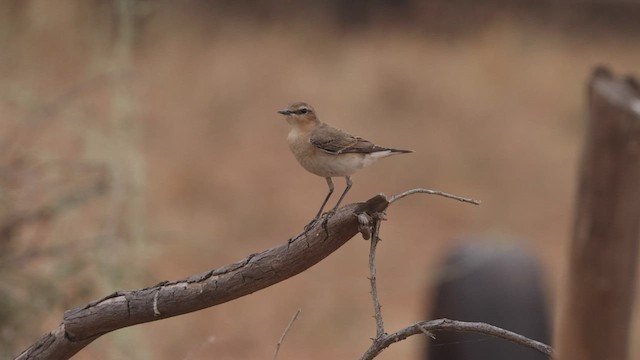 ハシグロヒタキ（oenanthe／libanotica） - ML532947991