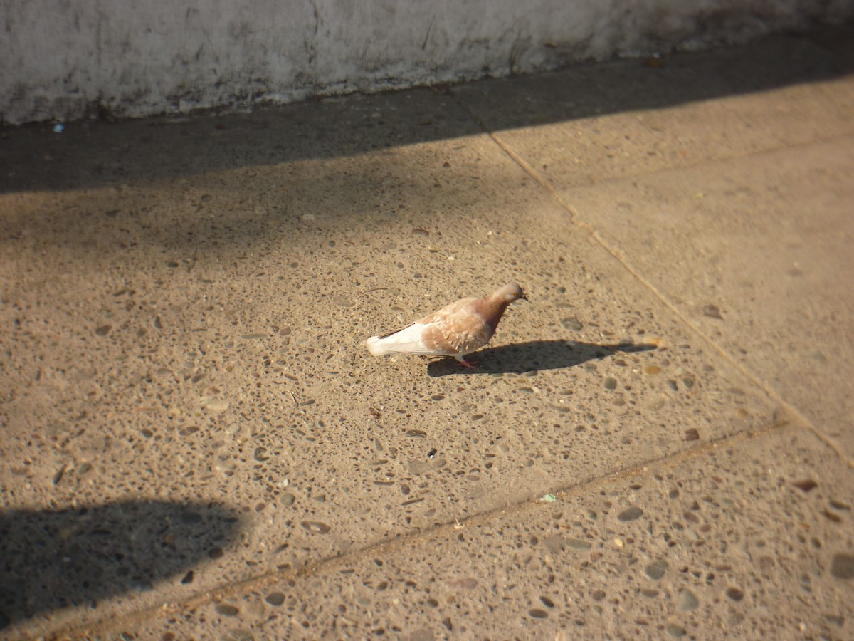 Rock Pigeon (Feral Pigeon) - Nicole G-V