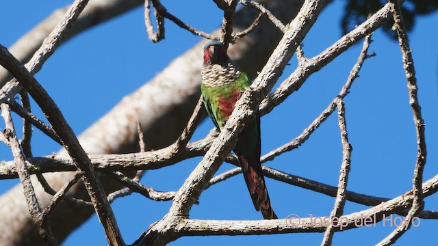 Boyalı Papağan (caeruleiceps) - ML532948791