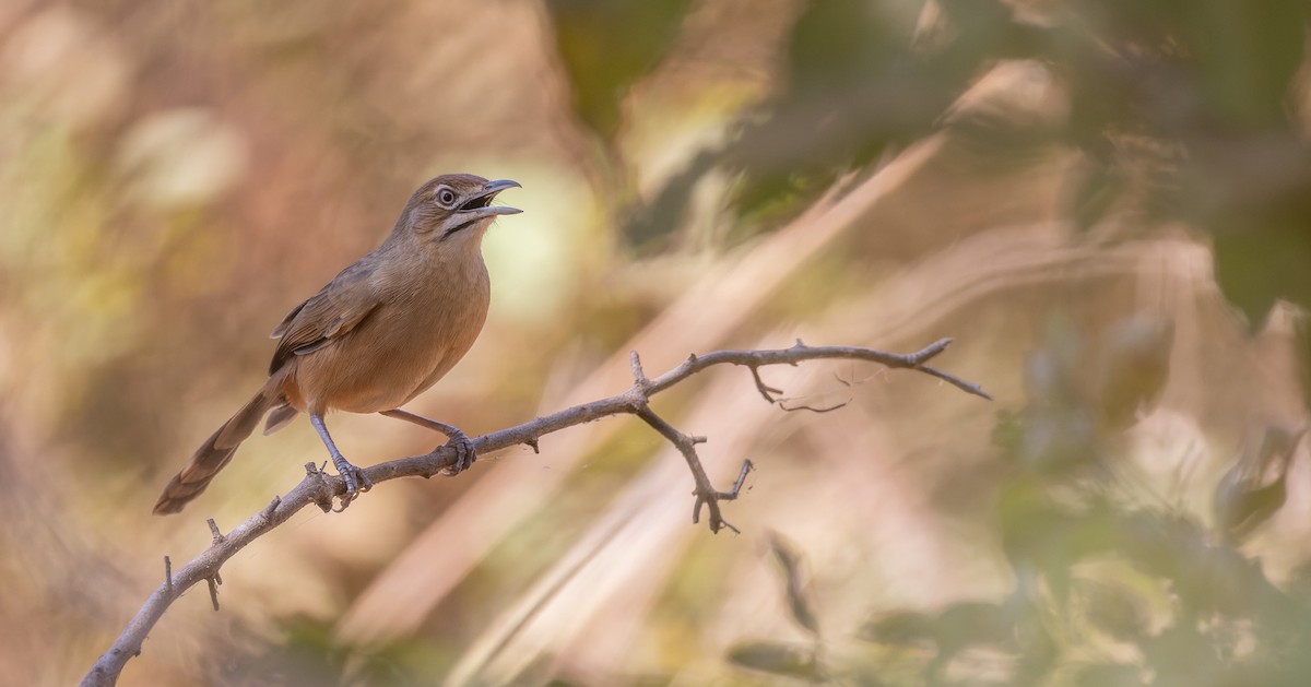 Moustached Grass-Warbler - Luke Seitz