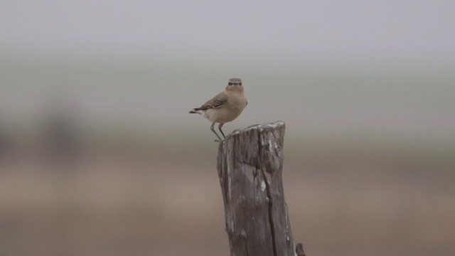 Northern Wheatear (Eurasian) - ML532949531