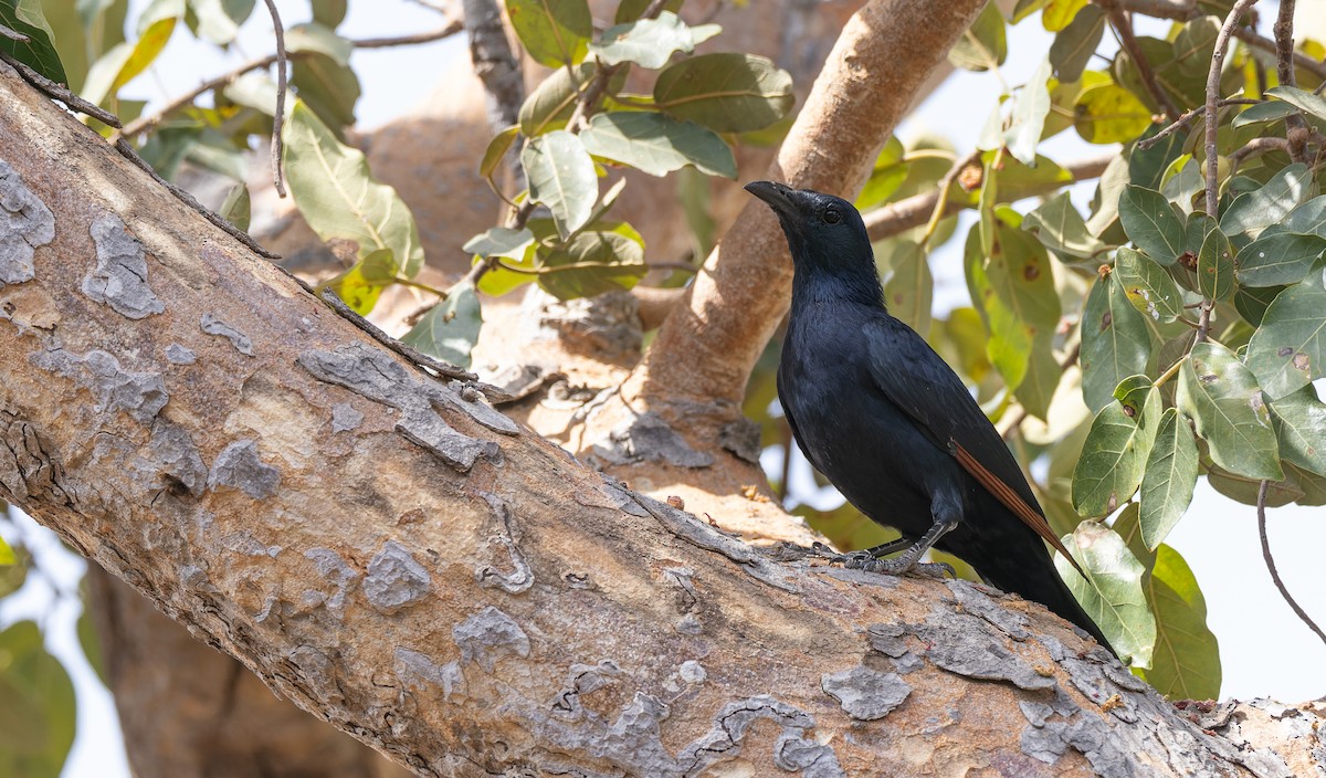 Neumann's Starling - ML532949951