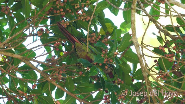 Conure versicolore (caeruleiceps) - ML532950061