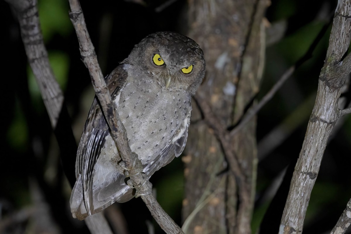 Andaman Scops-Owl - ML532951131