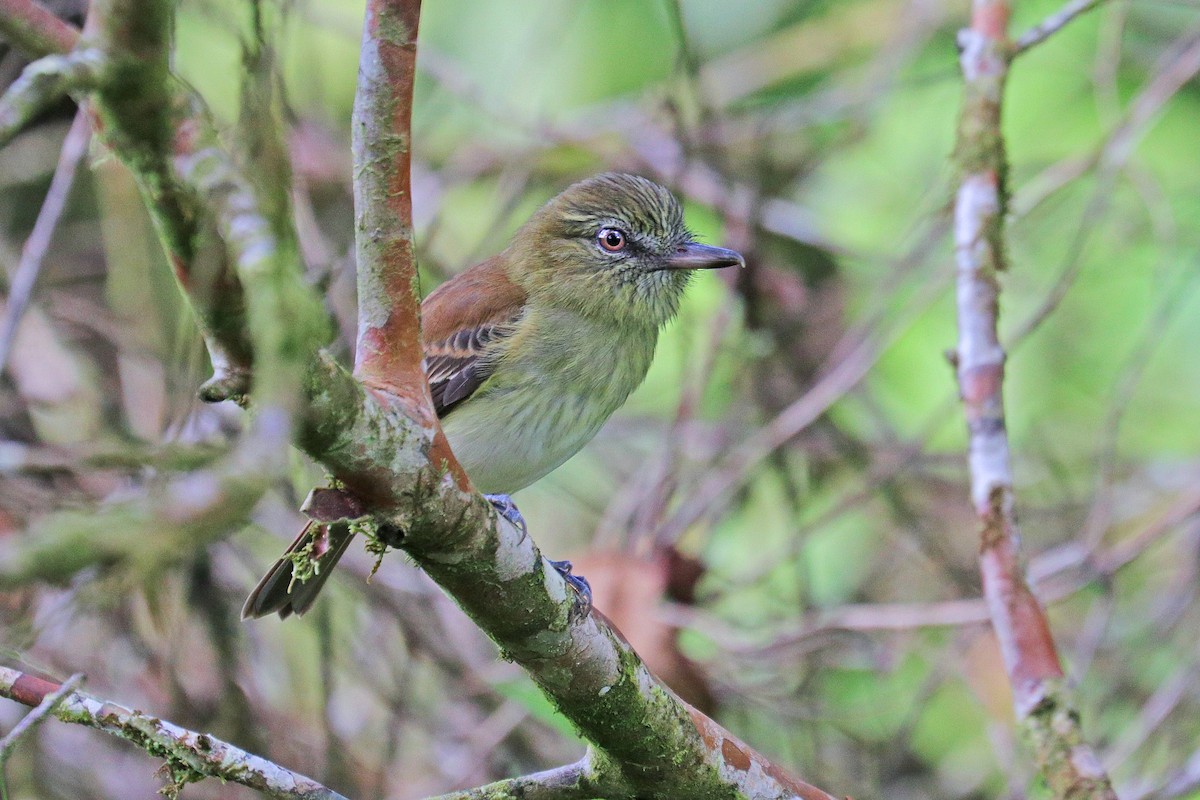 Bright-rumped Attila - Nathan Wall