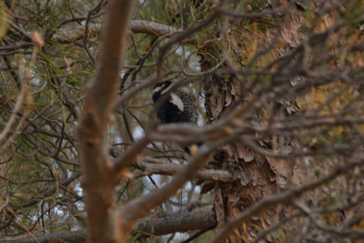 Williamson's Sapsucker - ML532953761