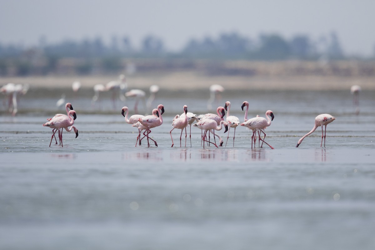 Lesser Flamingo - ML53295511