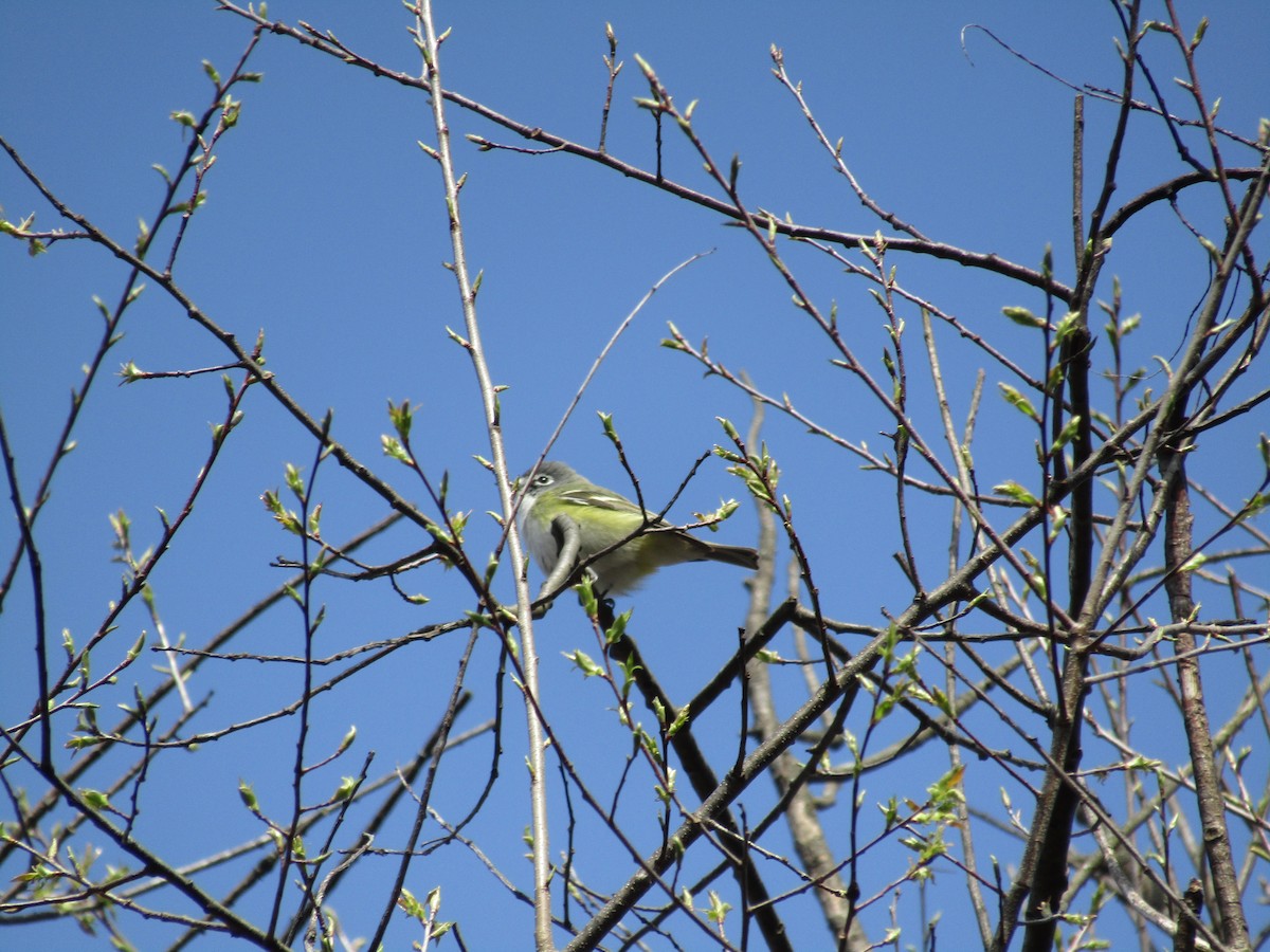 Blue-headed Vireo - ML53295681