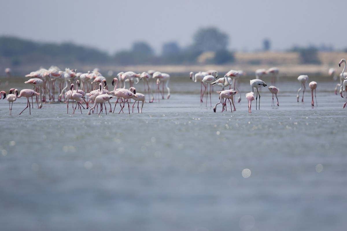 Lesser Flamingo - ML53295761