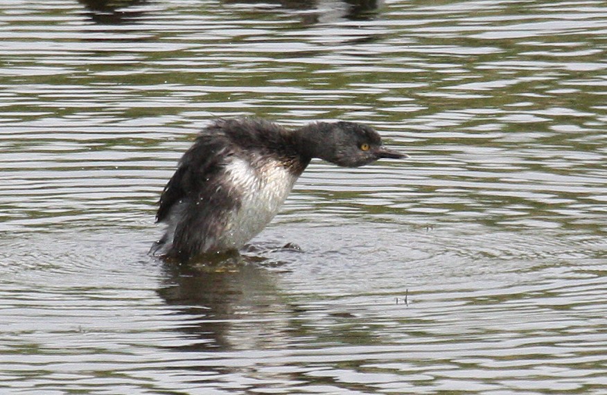 Least Grebe - Paul Hueber