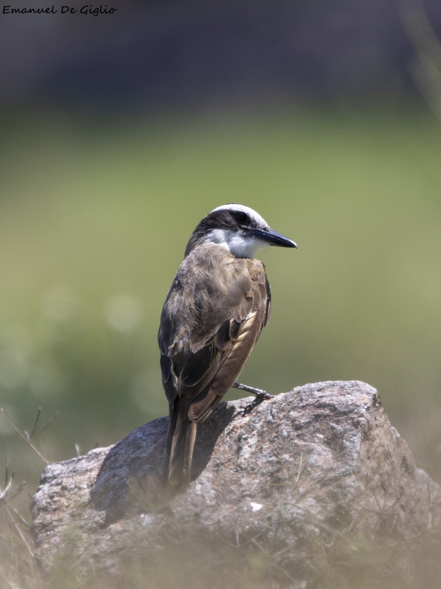 Great Kiskadee - ML532958731