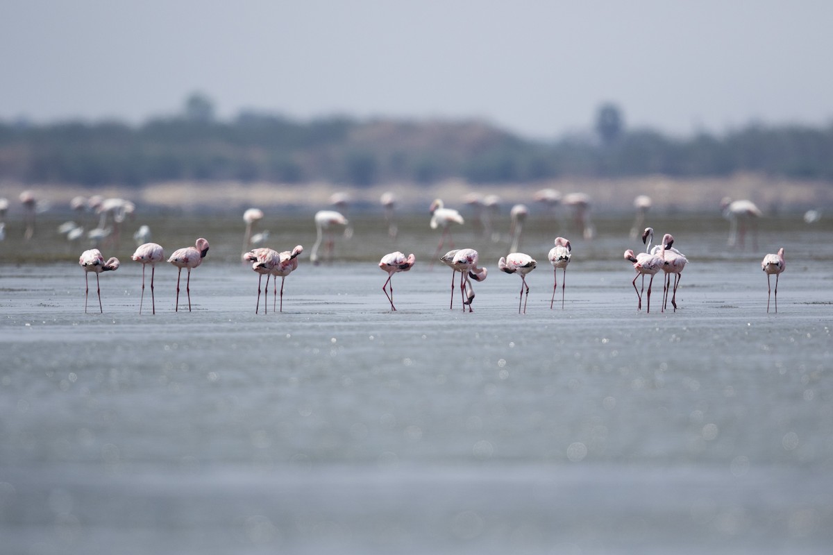 Lesser Flamingo - ML53295921