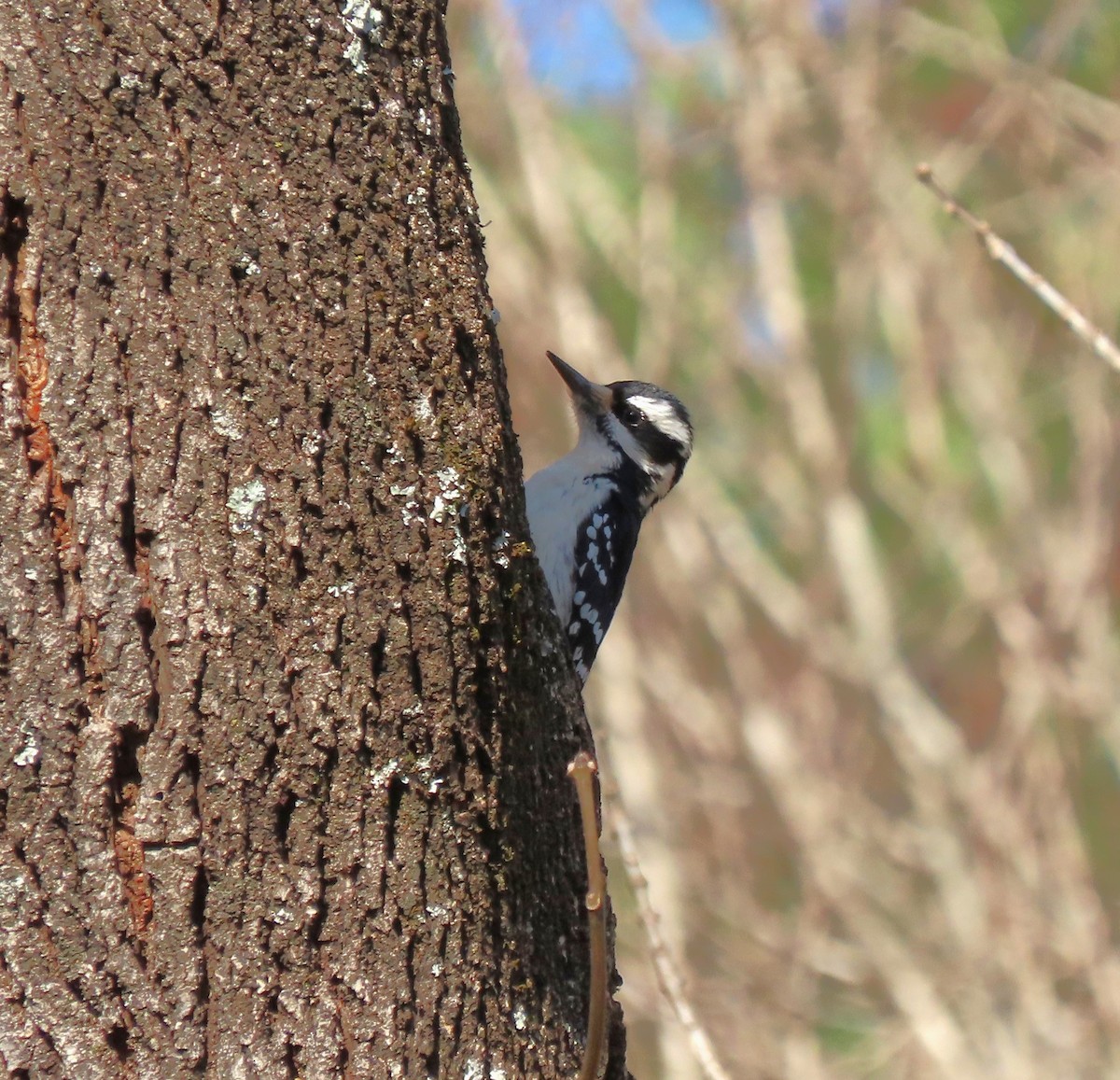 Hairy Woodpecker - ML532959421