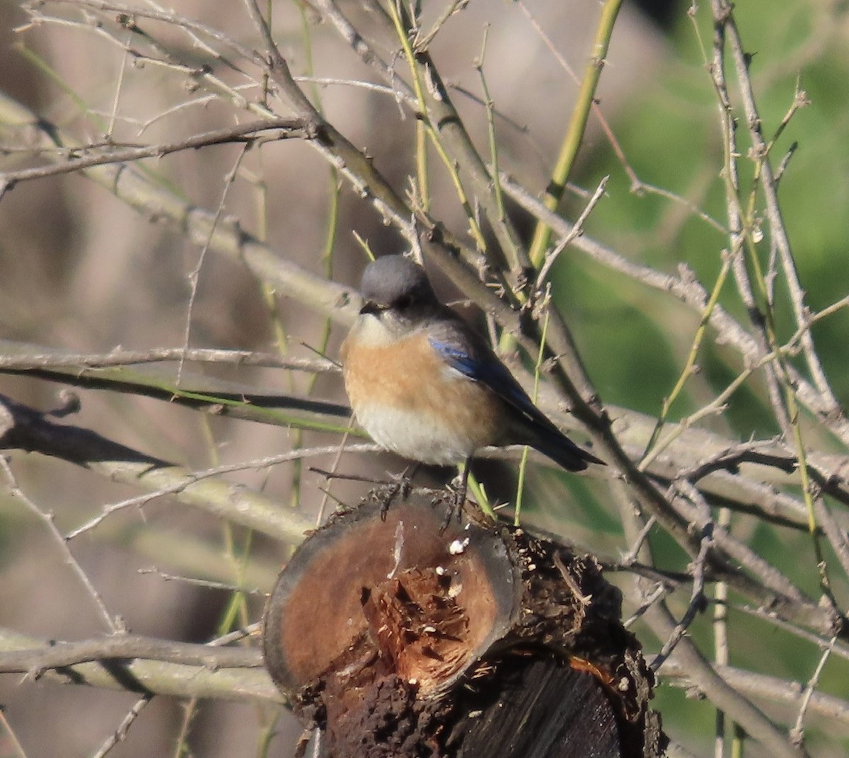 Western Bluebird - ML532959671