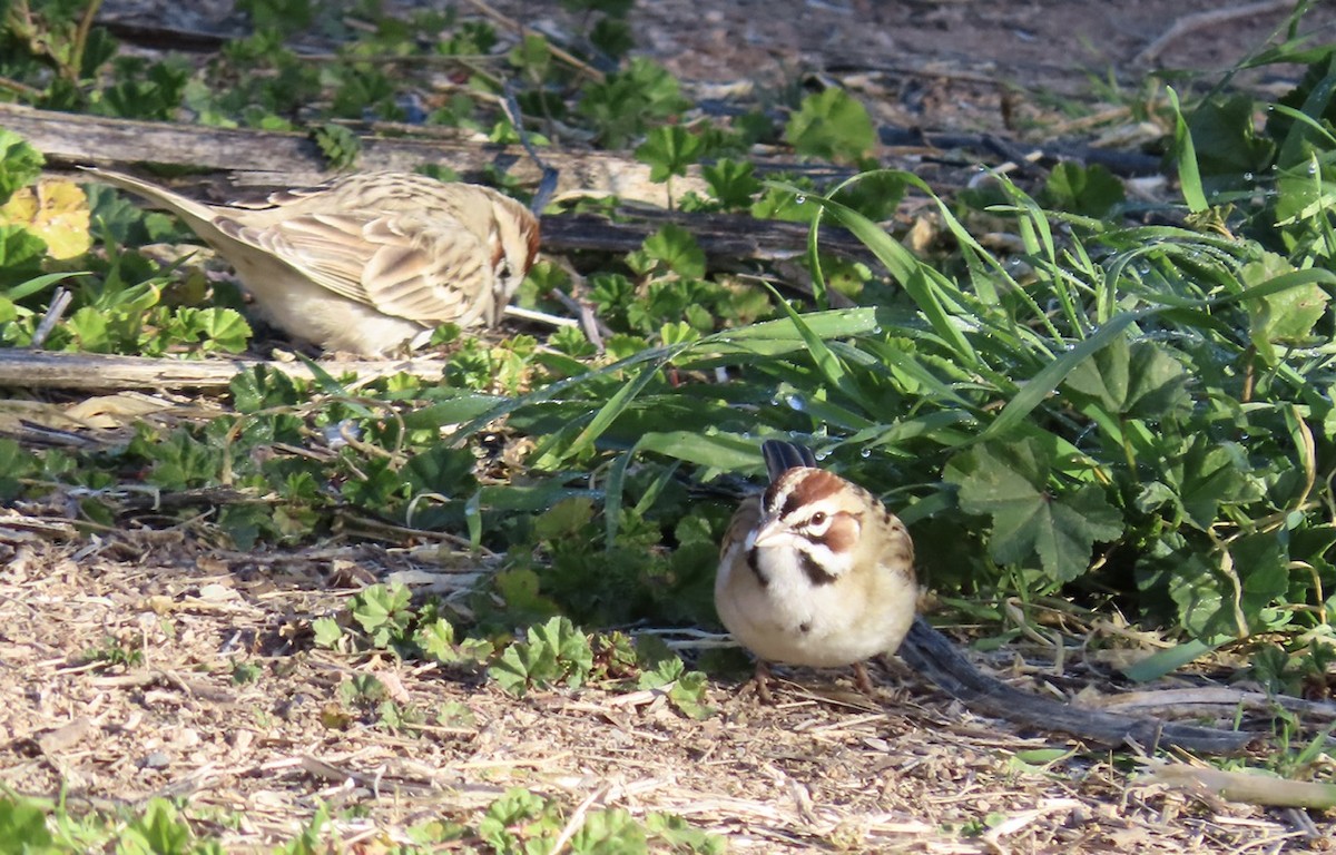 Lark Sparrow - Emily Dunning