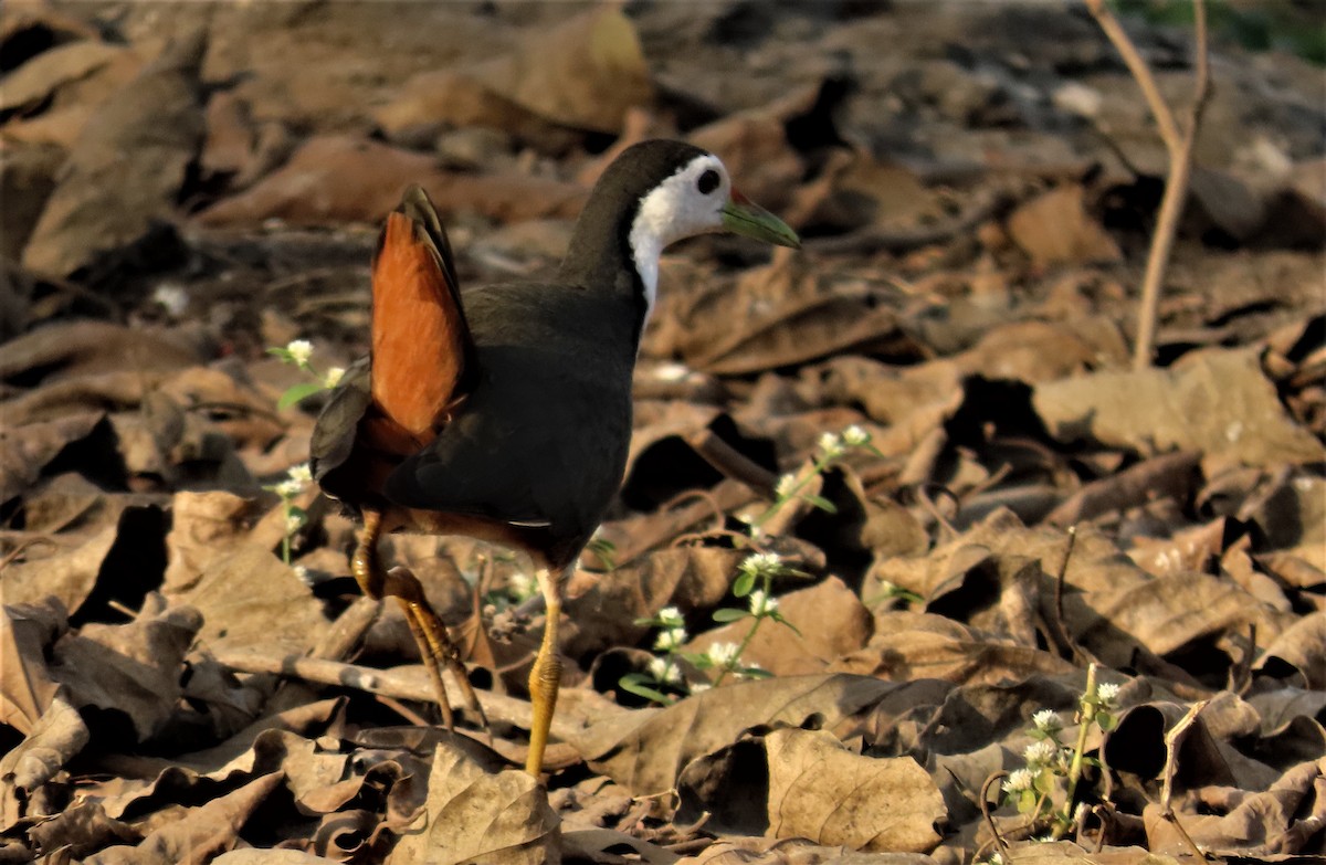 White-breasted Waterhen - ML532961371