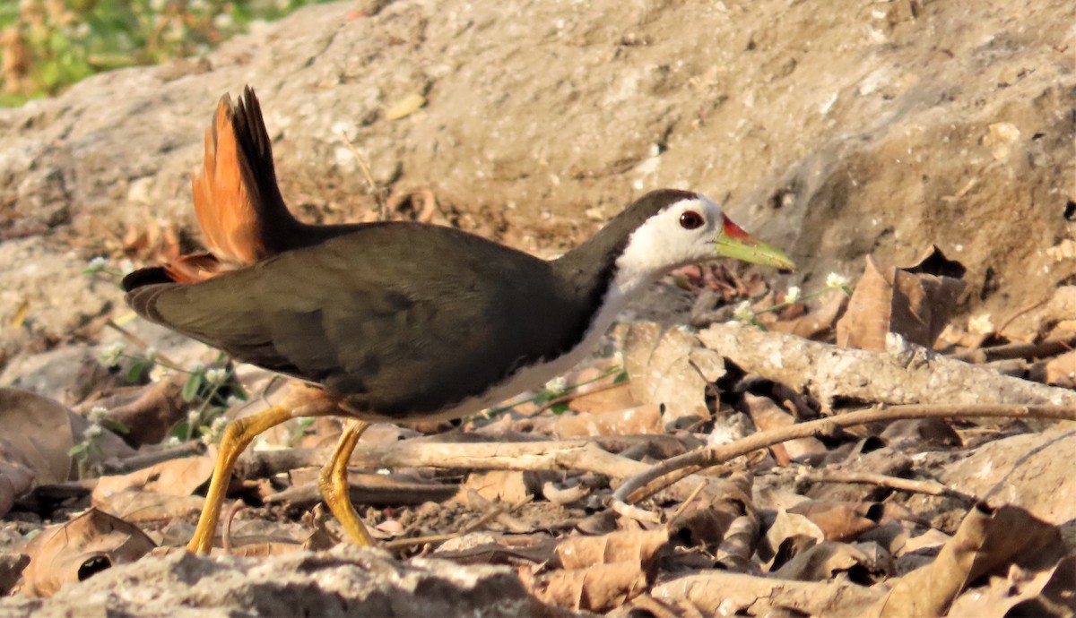 White-breasted Waterhen - ML532961381