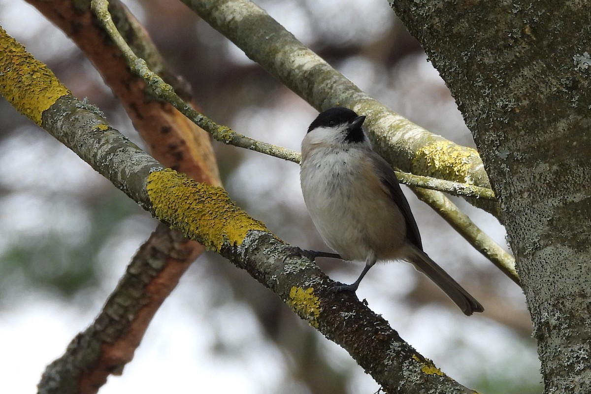 Marsh Tit - ML532961591
