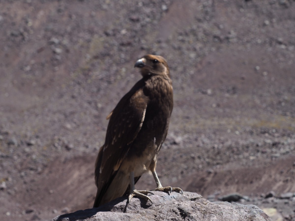 Mountain Caracara - ML532962181