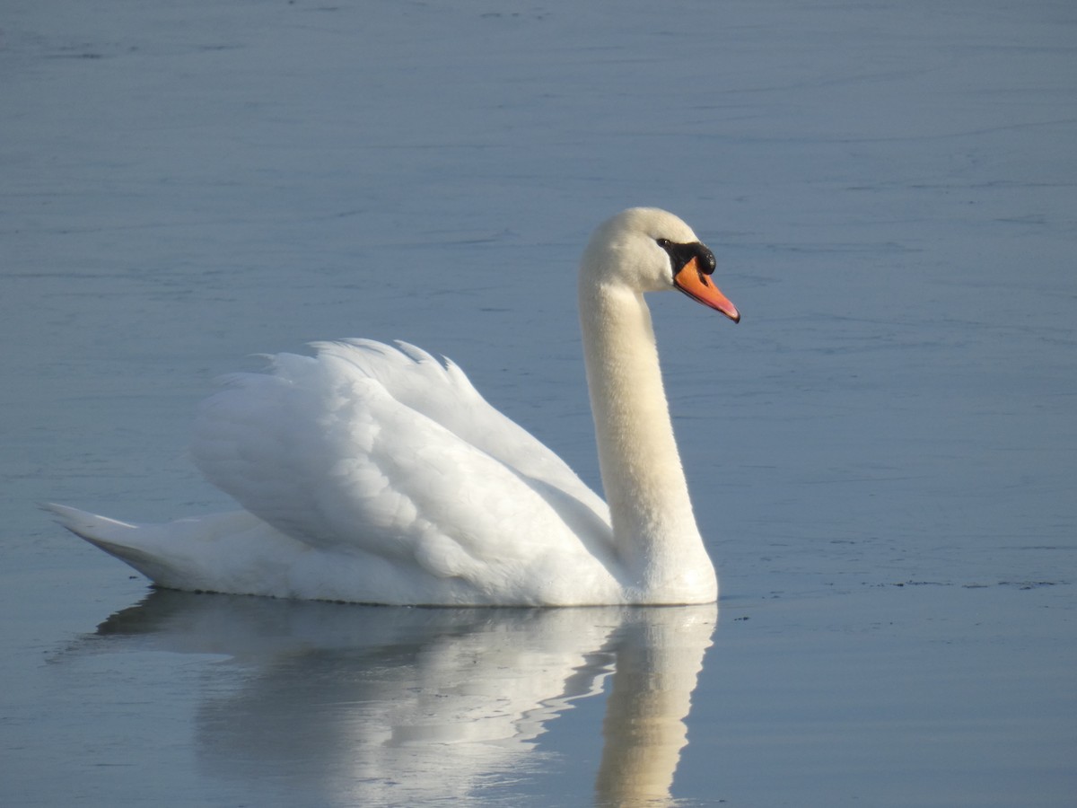 Mute Swan - ML532962781