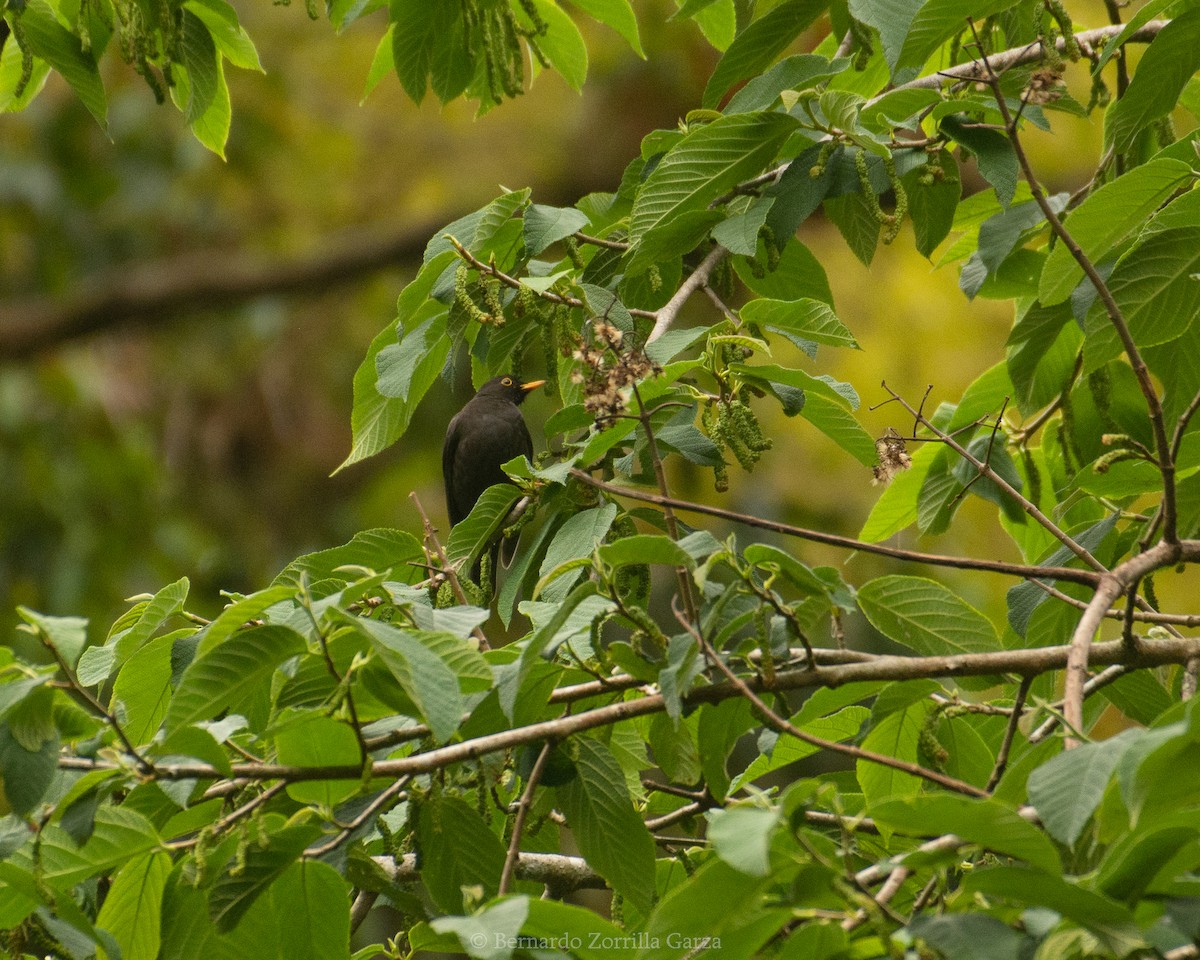 Black Thrush - Bernardo Zorrilla